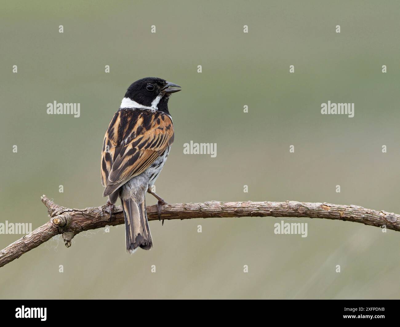 Reed Bunting (Emberiza schoeniclus) männlich, der aus On Dead Tigg ruft, Upper Teesdale, County Durham, England, Vereinigtes Königreich, Juni Stockfoto