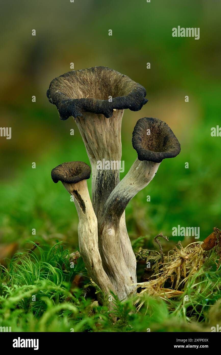 Hornpilz (Craterellus cornucopioides) trompetenförmige Pilze, die unter Moos unter Laubbäumen wachsen, Buckinghamshire, England, Vereinigtes Königreich. Stapelbild Fokussieren. Stockfoto