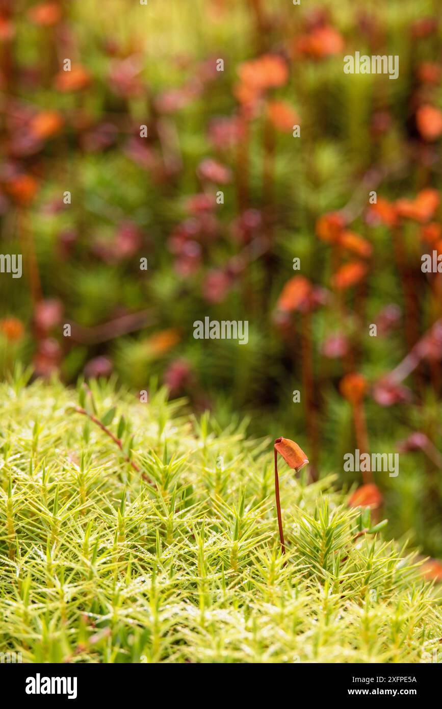 Grünes Haircap-Moos (Polytrichum commune) mit Kapseln Stockfoto