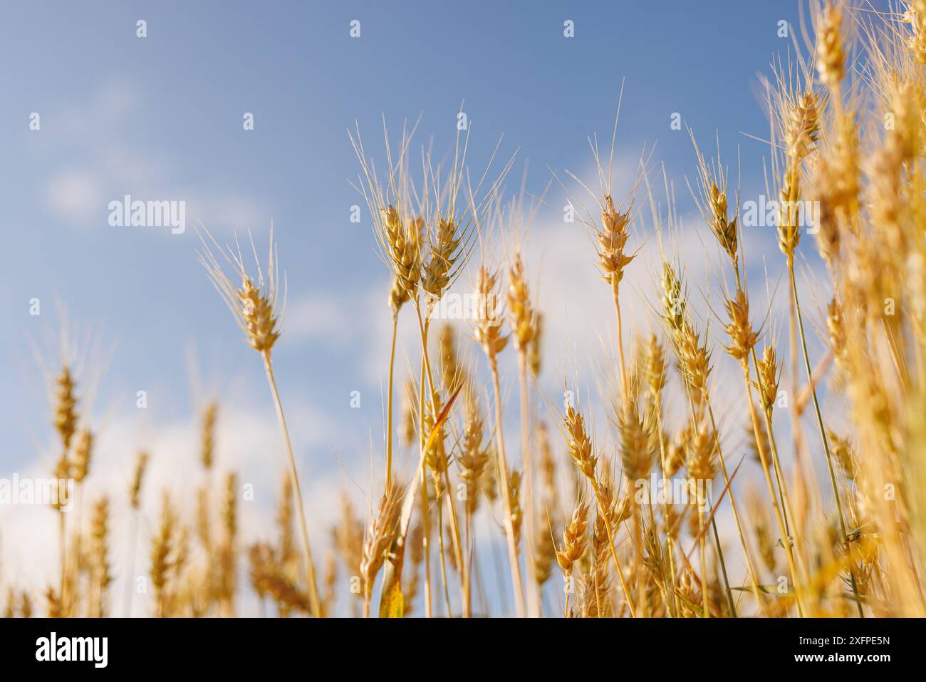 Feld von reifem Weizen vor blauem Himmel, Konzept des Getreideanbaus, Erntezeit, Roggenpflanze, Getreidedeal Stockfoto