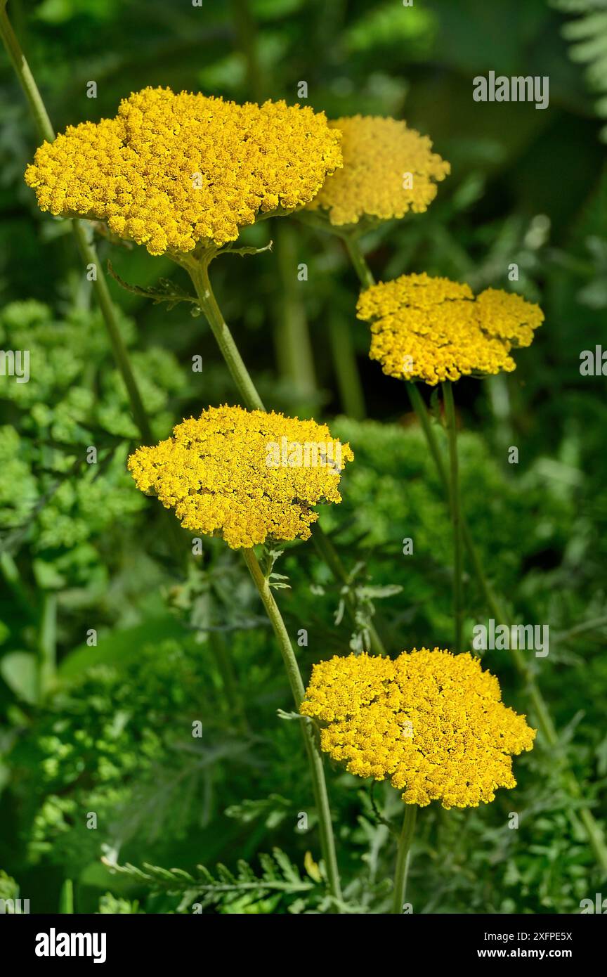 Goldene Schafgarbe (Achillea filipendulina), Allgaeu, Bayern, Deutschland Stockfoto