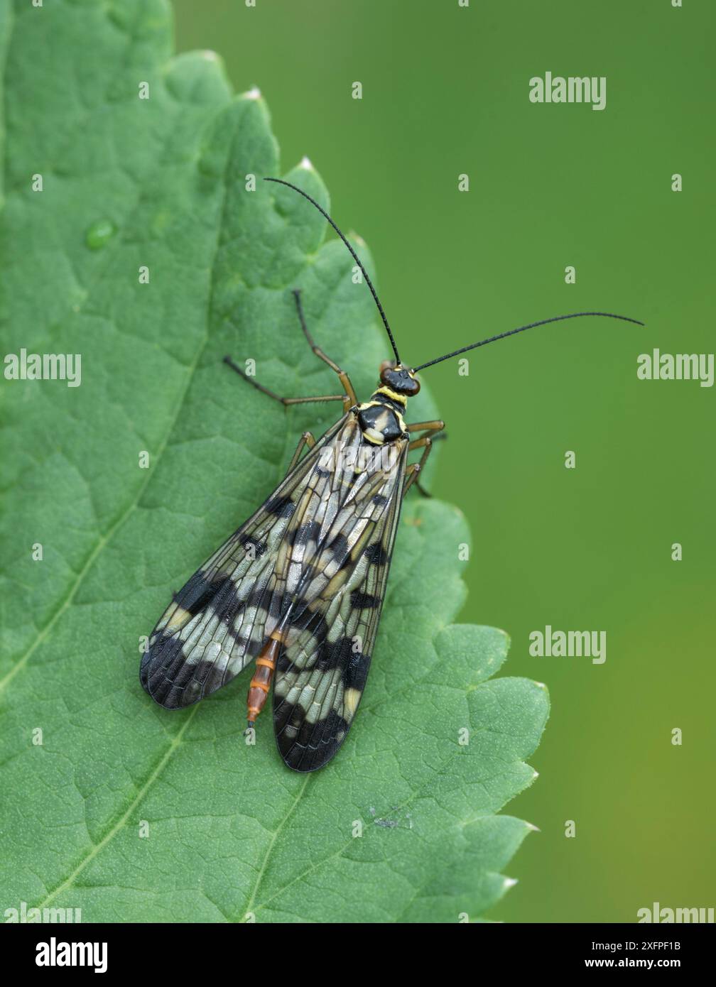 Skorpionfliege (Panopra communis) Semogo Dorf, Alpen, Italien, Juni. Stockfoto