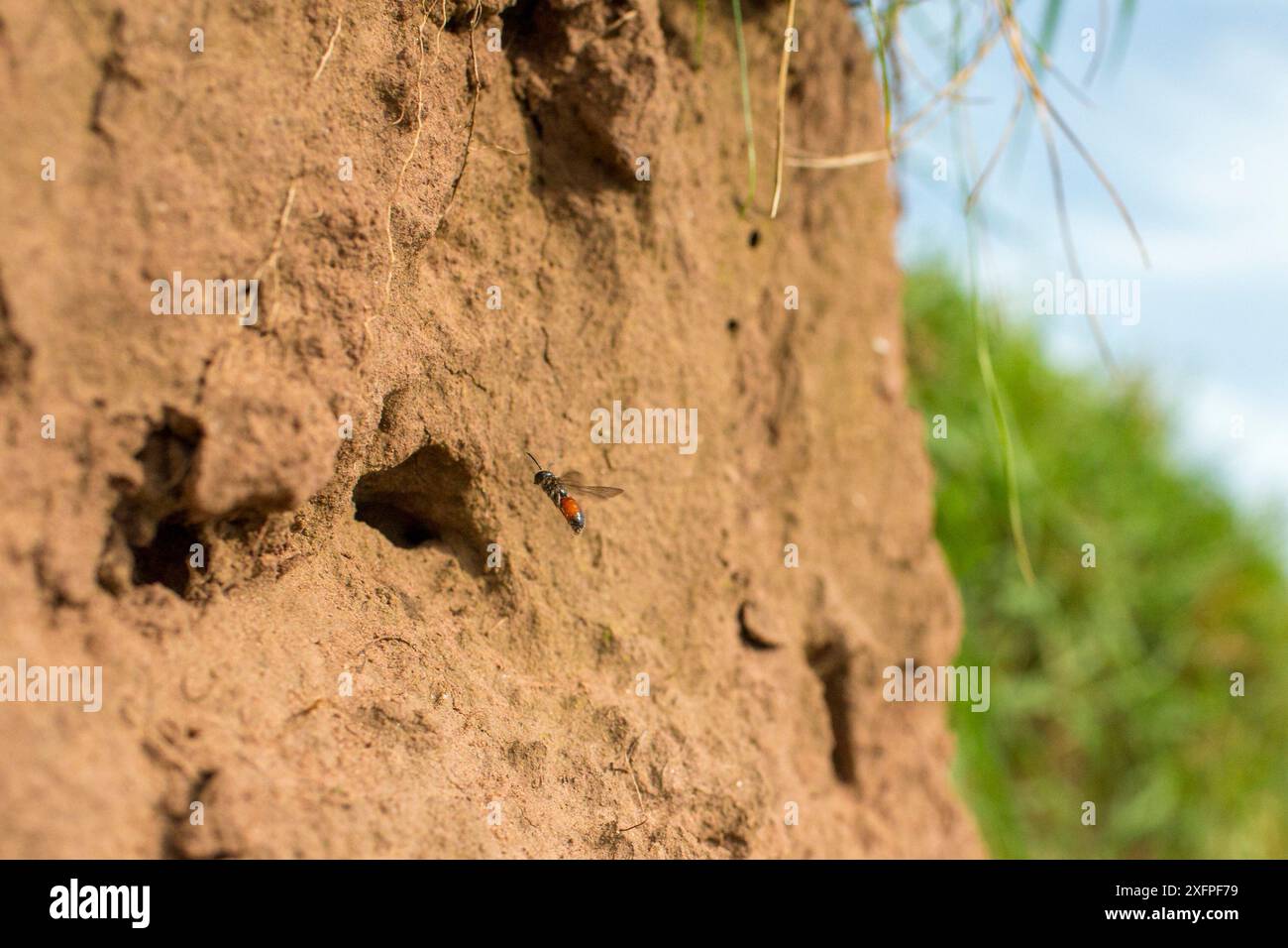 Dunkelblutbiene (Sphecodes niger) Weibchen, die eine Nestgräbe inspiziert, um Wirtsschweißbienen zu parasitieren (Lasioglossum), Monmouthshire, Wales, Großbritannien, August. Stockfoto