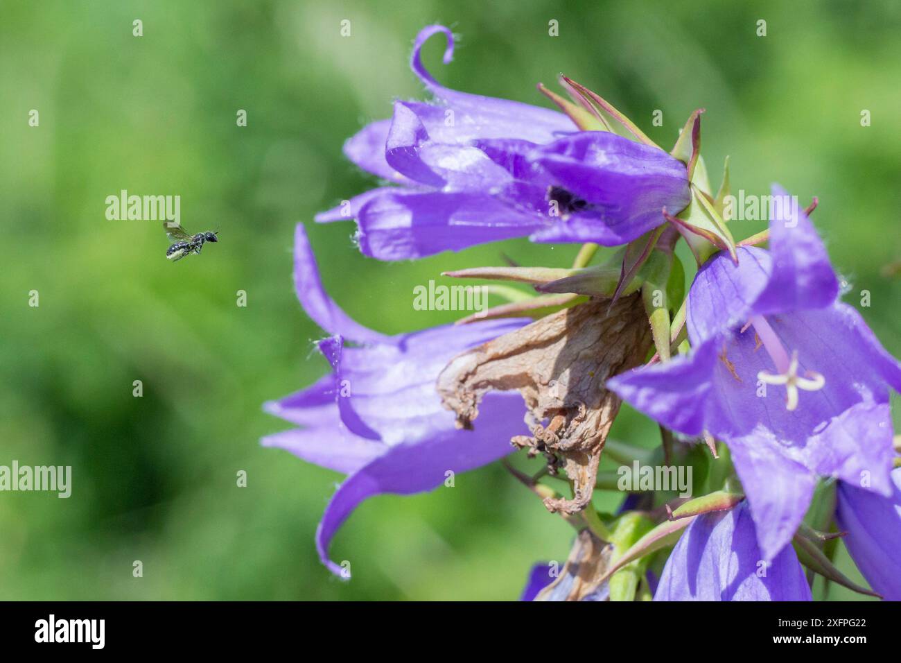 Harebell-Zimmerbiene (Chelostoma campanularum) mit einer Länge von 4 bis 5 mm eine der kleinsten Bienen Großbritanniens, Besuch der Riesenharebell (Campanula latifolia) Pentwyn Farm SSSI, Gwent Wildlife Trust, Reserve, Monmouthshire, Wales, Großbritannien, Juli. Stockfoto