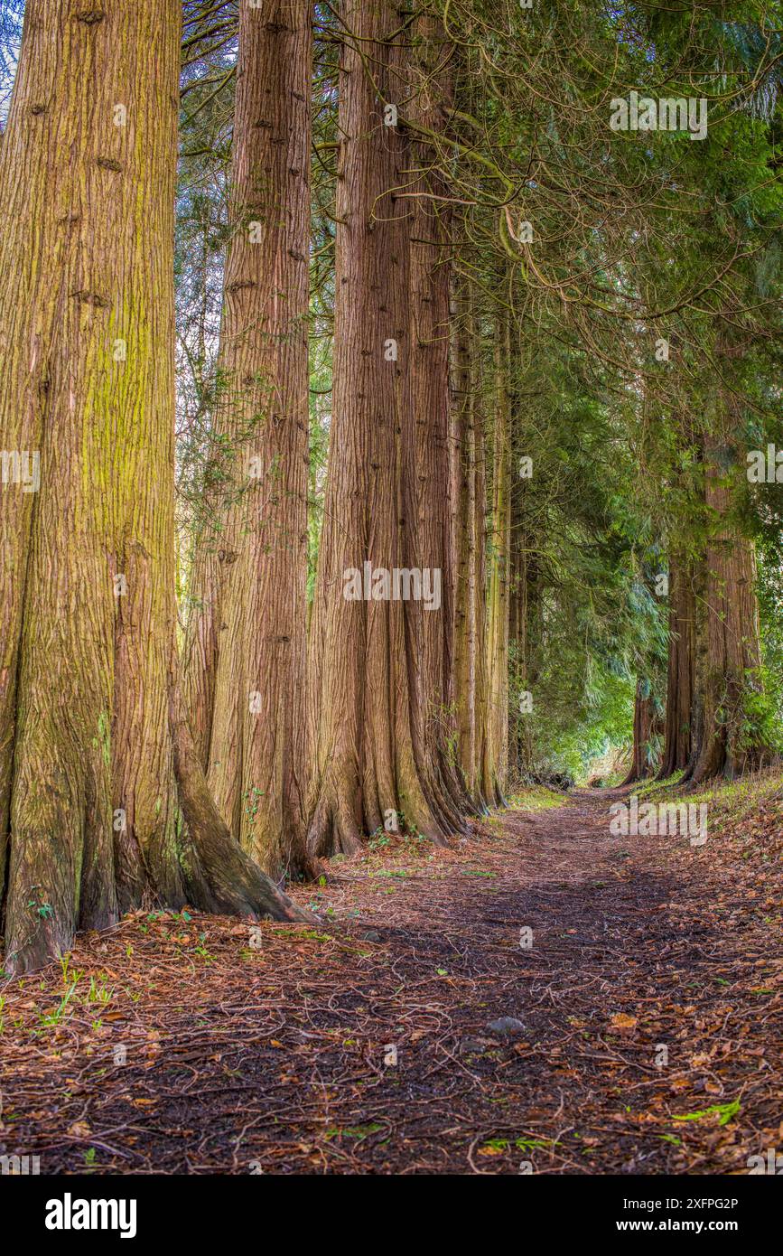 Avenue of Western Red Cedar Trees (Thuia plicata) Wye Valley, Monmouthshire, Wales, Großbritannien, März. Stockfoto