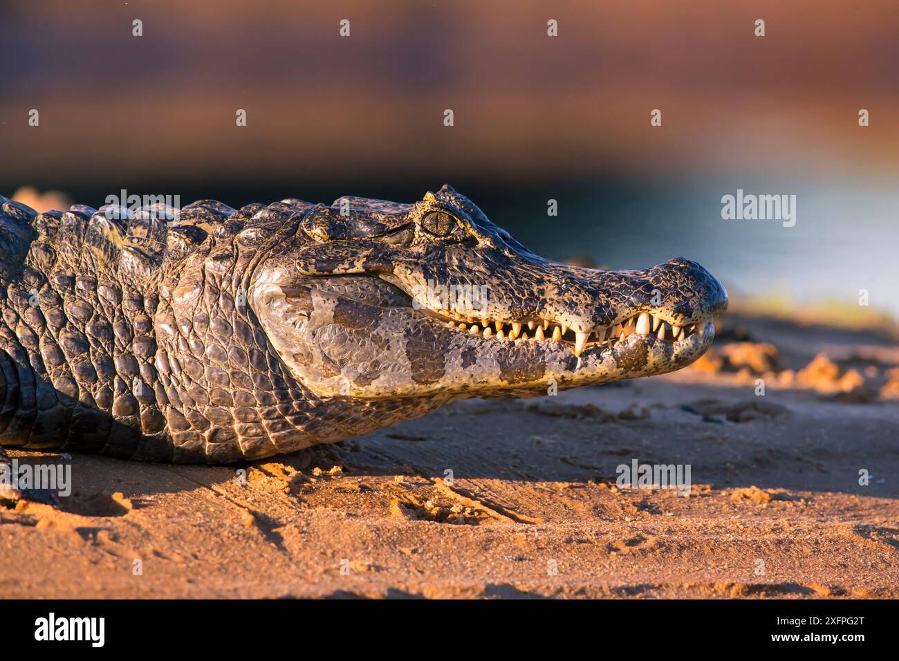 Spectakled Caiman (Caiman crocodilus) am Ufer des Wassers, Pantanal Brasilien Stockfoto