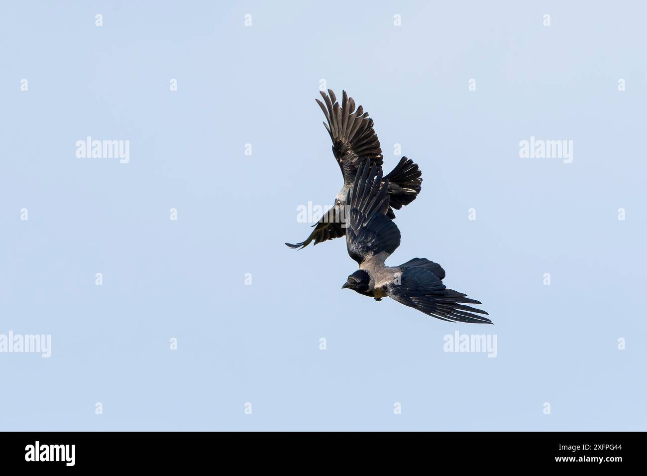 Jackdaw und Kapuzenkrähe im Luftkampf. Westjakdaw und Kapuzenkrähe im Luftkampf Stockfoto