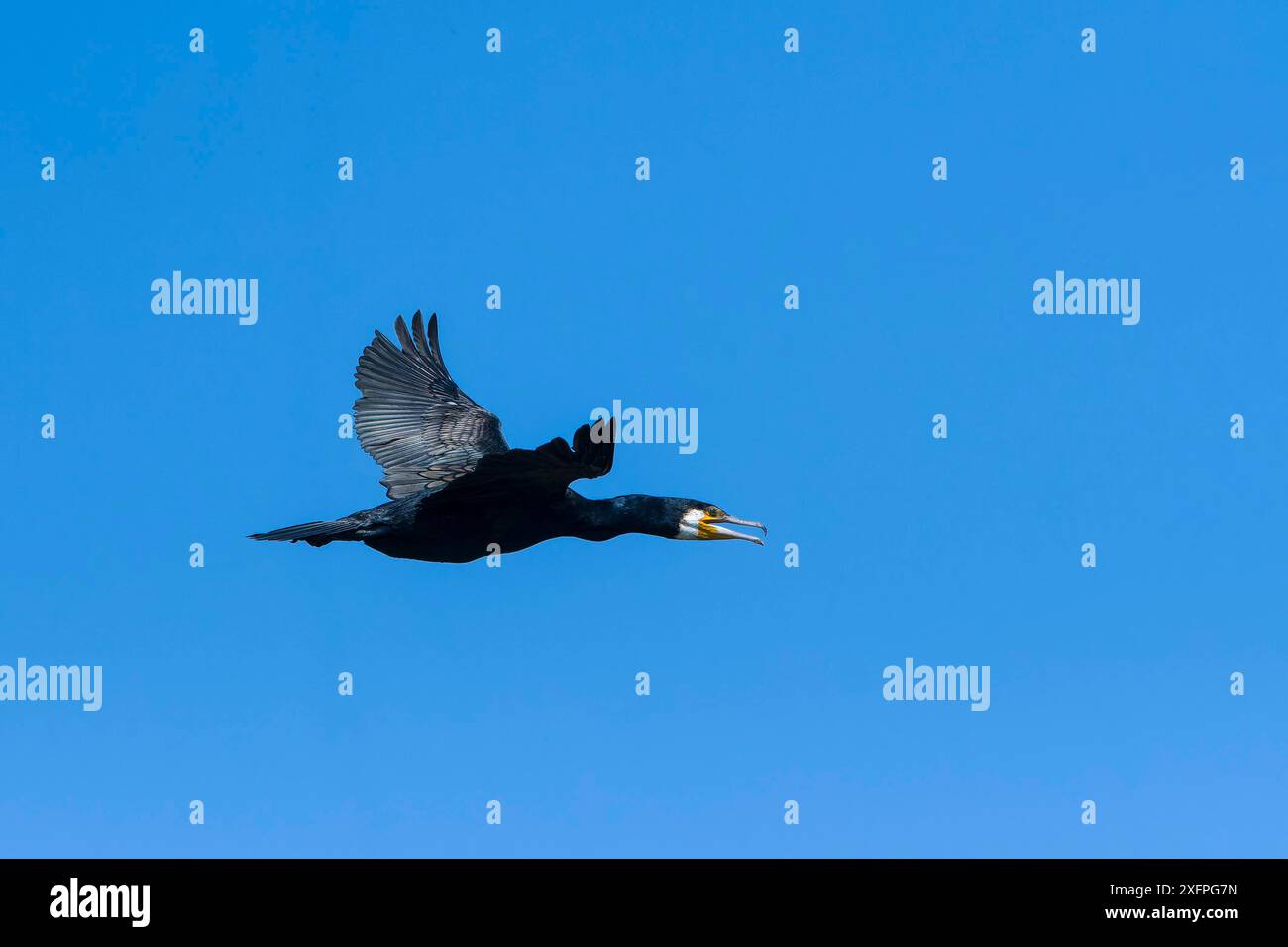 Großer Kormoran im Flug in der Abendsonne Stockfoto