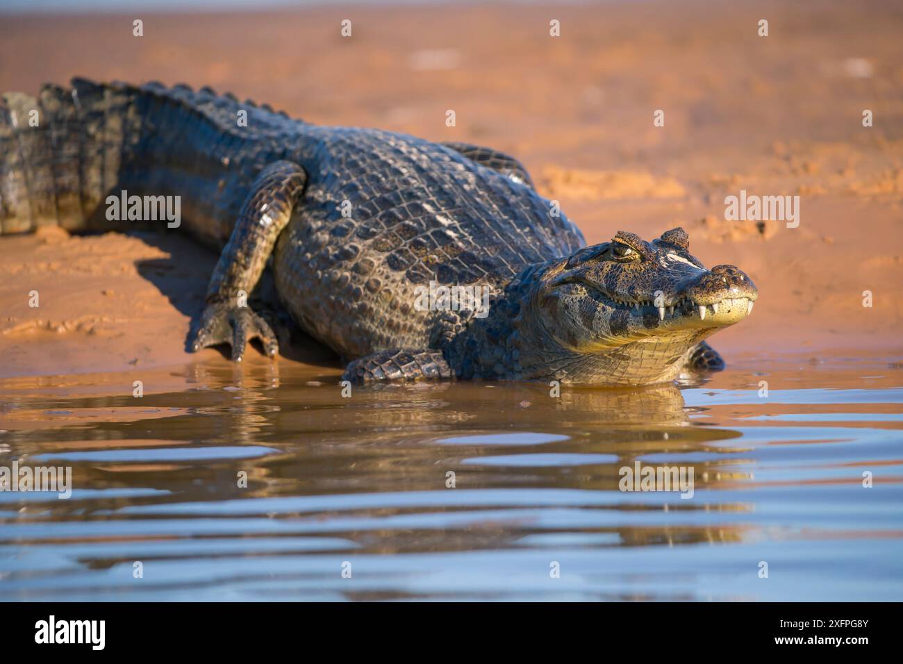 Spetacled Caiman (Caiman crocodilus) am Water's Edge, Pantanal, Brasilien Stockfoto