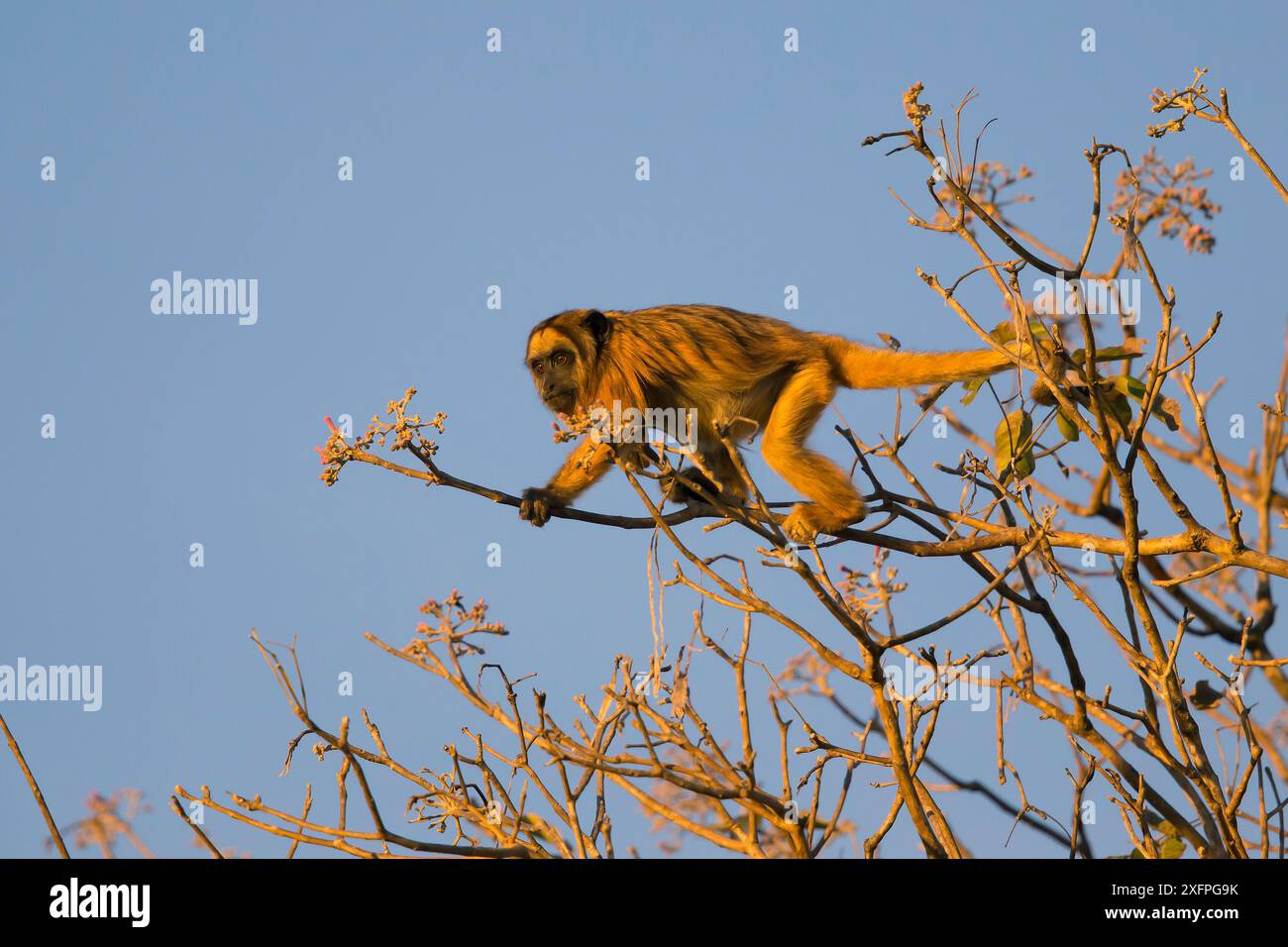 Schwarzen Brüllaffen (Alouatta Caraya) im Baum, Pantanal, Brasilien Stockfoto