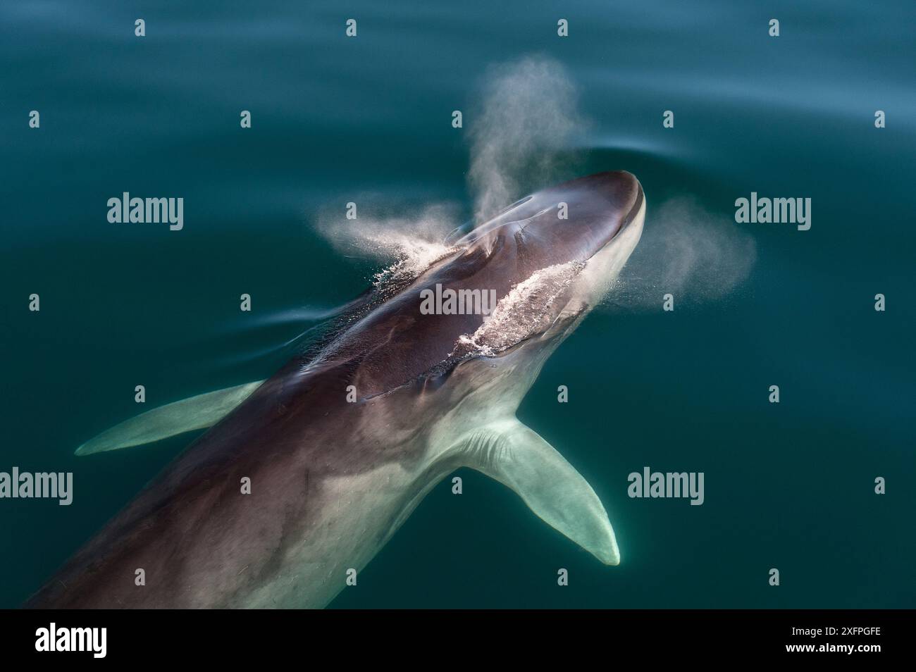 Finnwale (Balaenoptera physalus), die an die Oberfläche kommen und weht. Meer von Cortez, Baja California, Mexiko Stockfoto