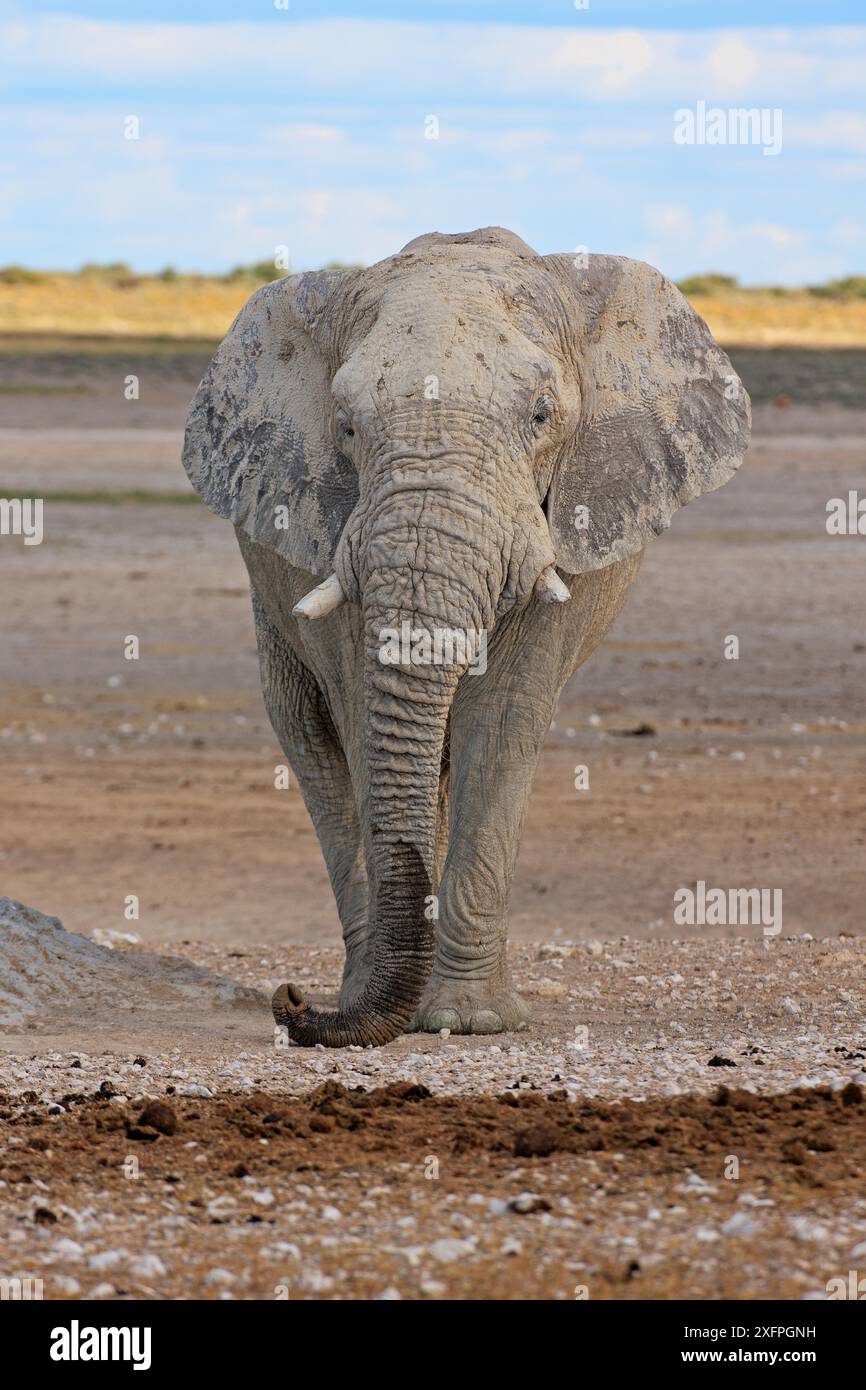 Bulle Elefant an einem Wasserloch im Etosha-Nationalpark in Namibia Stockfoto