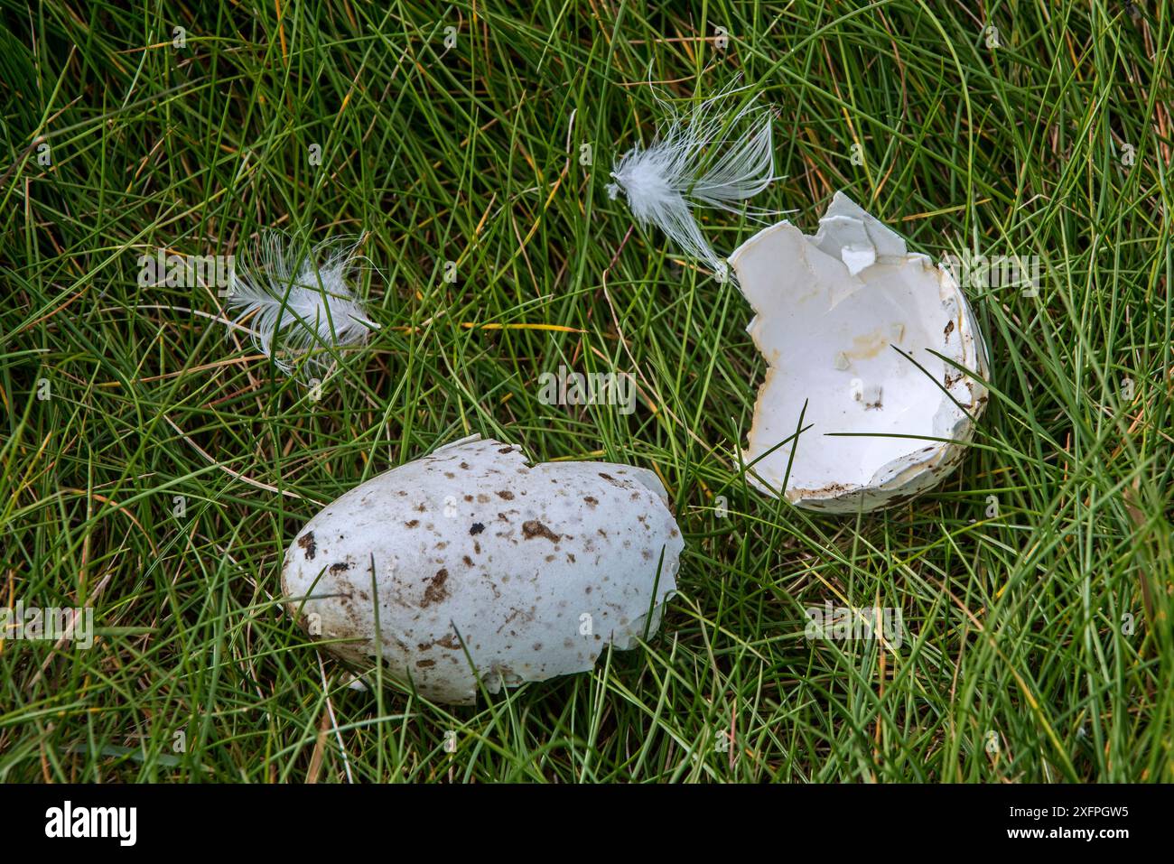 Vordatierte Eierschalen von Razorbill (ALCA torda), gebrochen und gegessen von Heringsmöwe oder Great skua, Fowlsheugh, Schottland, Großbritannien, Mai Stockfoto