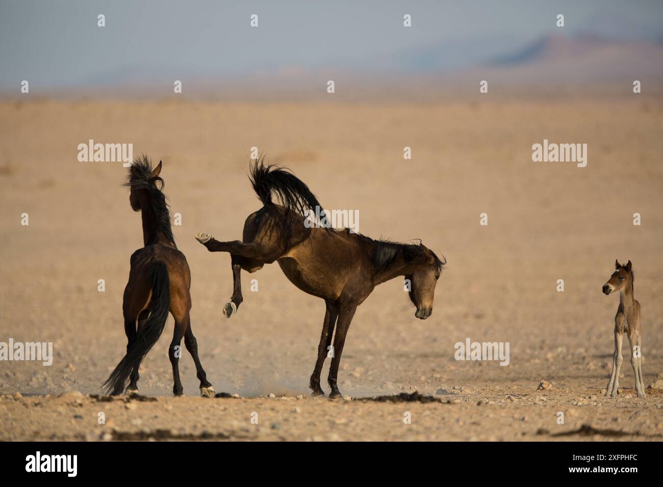 Wildpferd (Equus caballus) Stute, die beim Hengst mit Fohlen in der Nähe, Namib-Naukluft NP, Namibia. Stockfoto