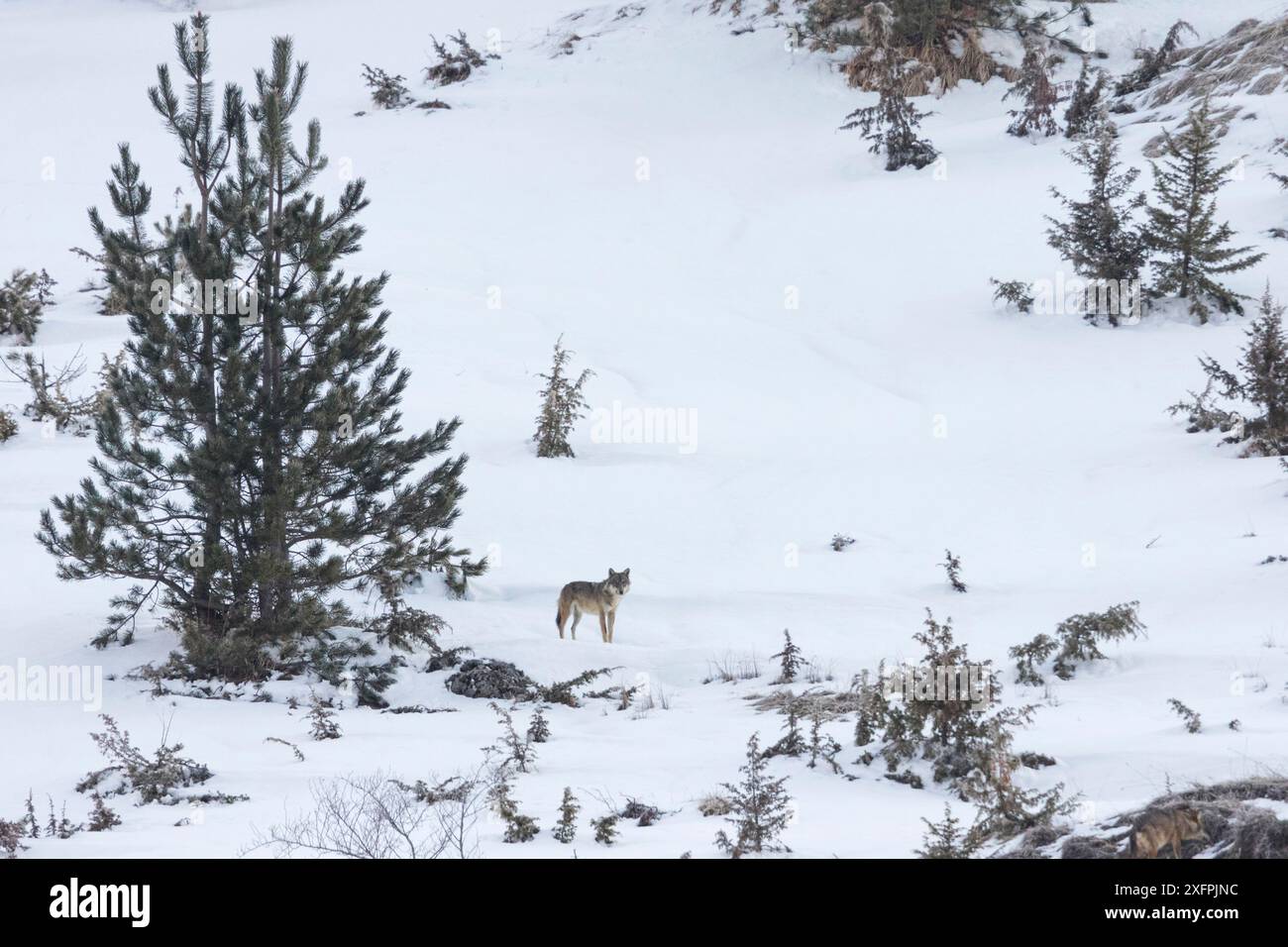 Wilder Apenninwolf (Canis Lupus italicus) in verschneiten Landschaften. Central Apennin, Abruzzen, Italien. März. Italienische endemische Unterarten. Stockfoto