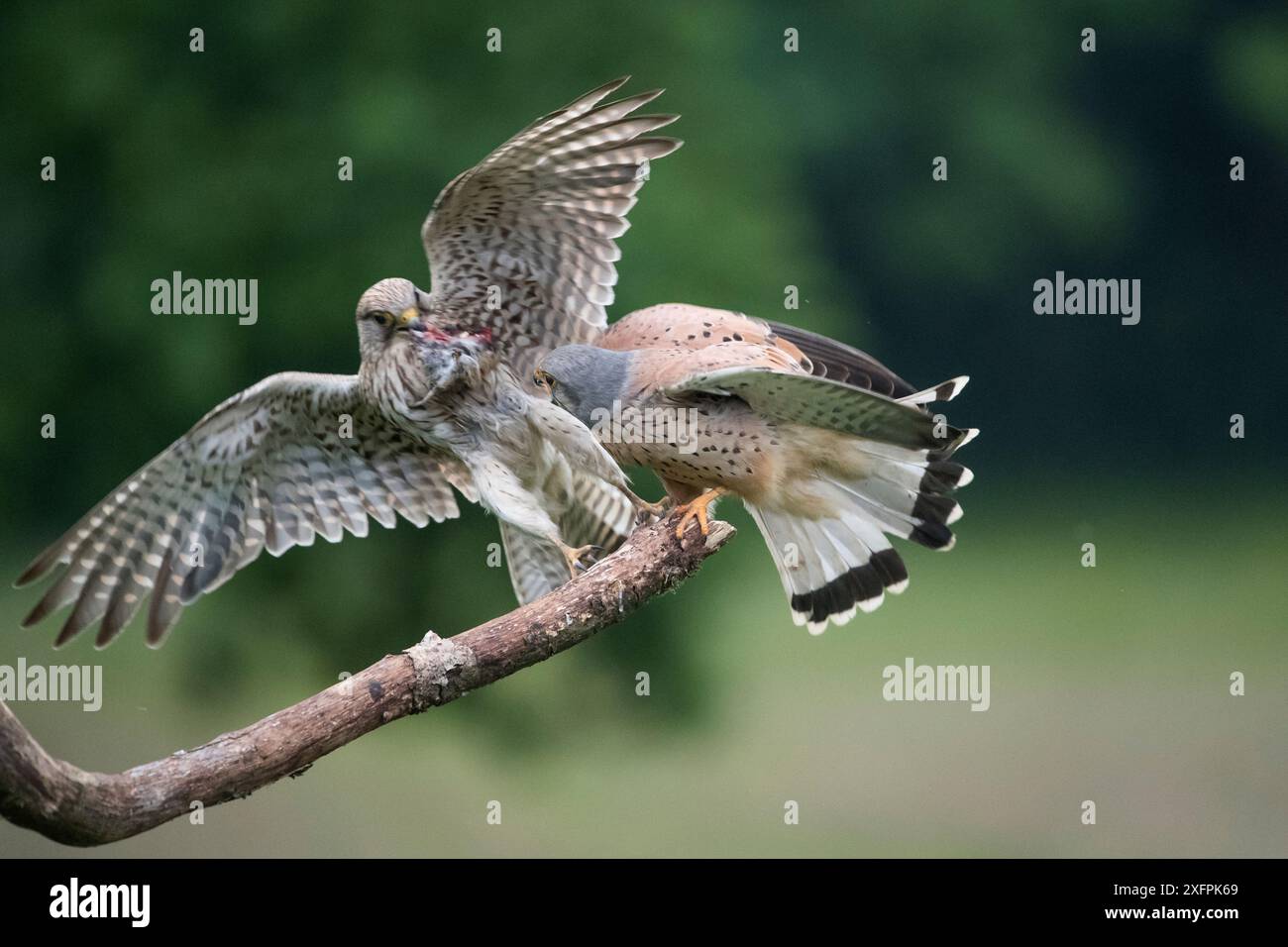 Falco tunninculus (Falco tunninculus), der Weibchen nahe Nest zum Opfer bringt, Frankreich, Juni. Stockfoto
