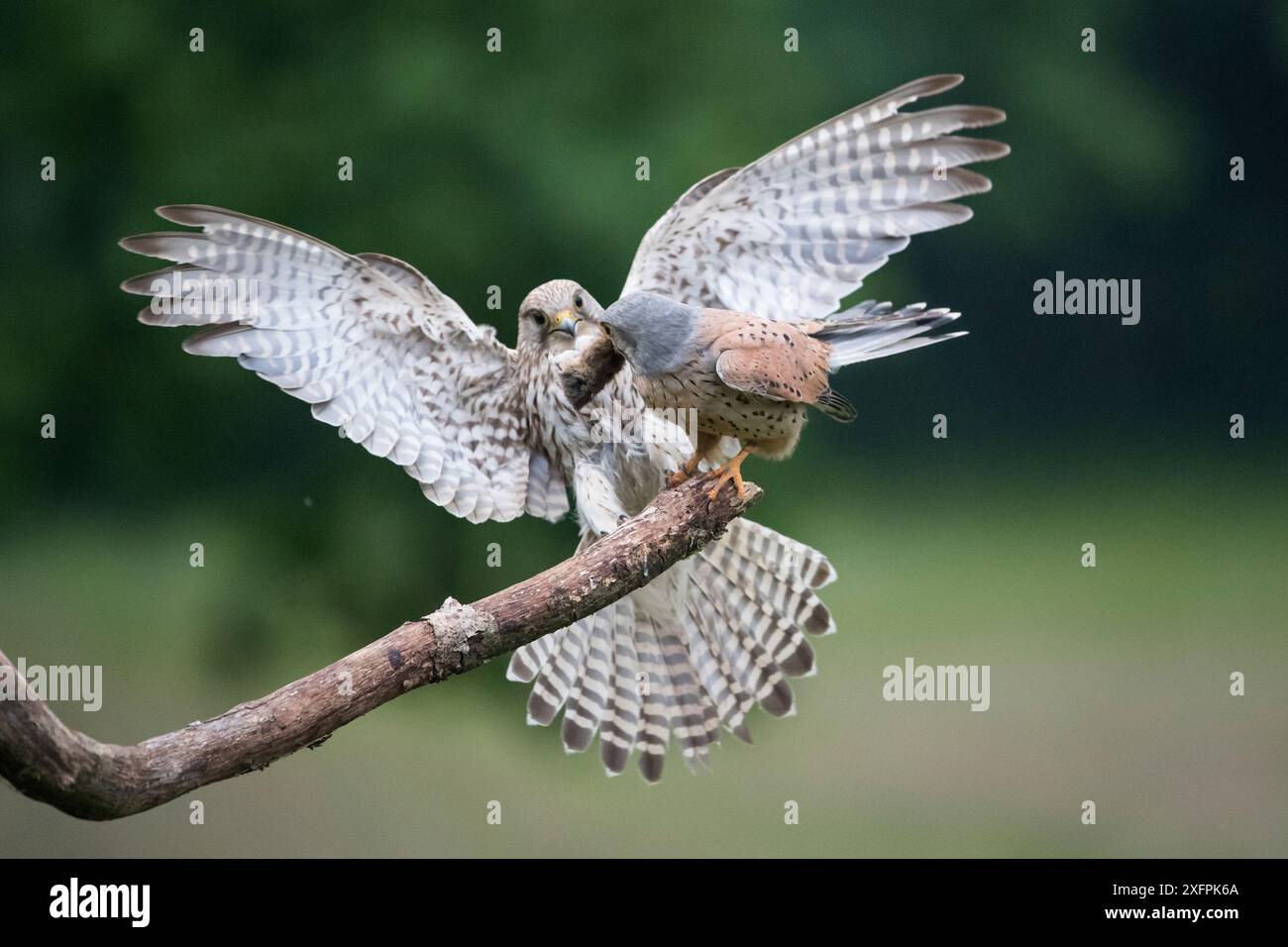 Falco tunninculus (Falco tunninculus), der Weibchen nahe Nest zum Opfer bringt, Frankreich, Juni. Stockfoto