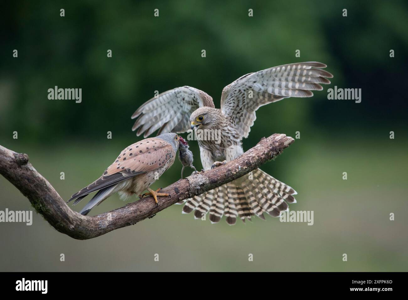 Falco tunninculus (Falco tunninculus), der Weibchen nahe Nest zum Opfer bringt, Frankreich, Juni. Stockfoto