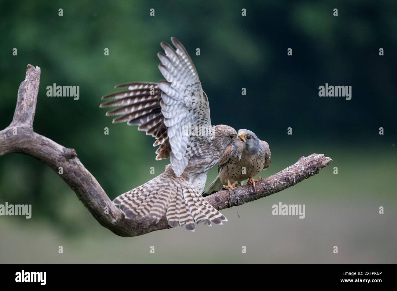 Falco tunninculus (Falco tunninculus), der Weibchen nahe Nest zum Opfer bringt, Frankreich, Juni. Stockfoto