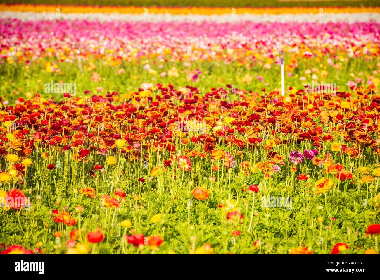 The Flower Fields ist ein Blumengarten auf der Carlsbad Ranch in Carlsbad, Kalifornien. Es ist von 1. März bis Muttertag für Besucher geöffnet. Stockfoto