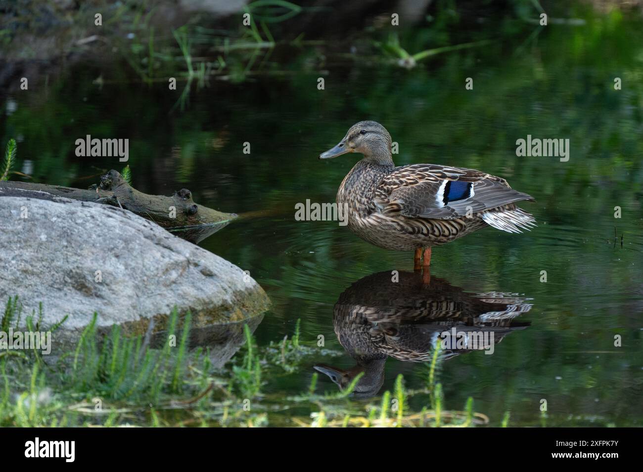 Eine weibliche Stocke, Anas platyrhynchos, steht in einem flachen Waldteich. Stockfoto