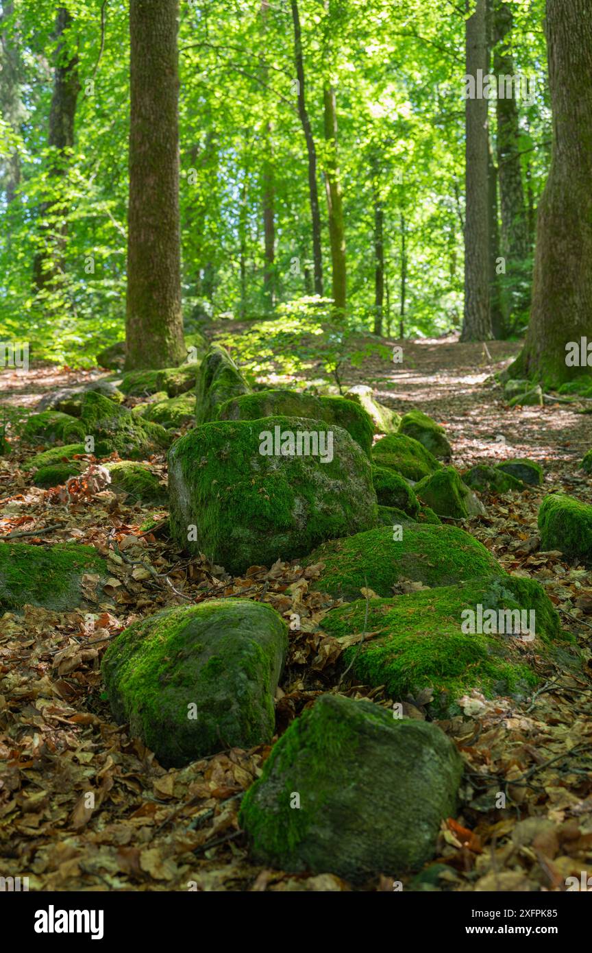 Die verstreuten Überreste einer alten Steinmauer, die zu einem entfernten Zeitpunkt ein Grundstück umfasste oder die Seite einer Straße säumte. Stockfoto