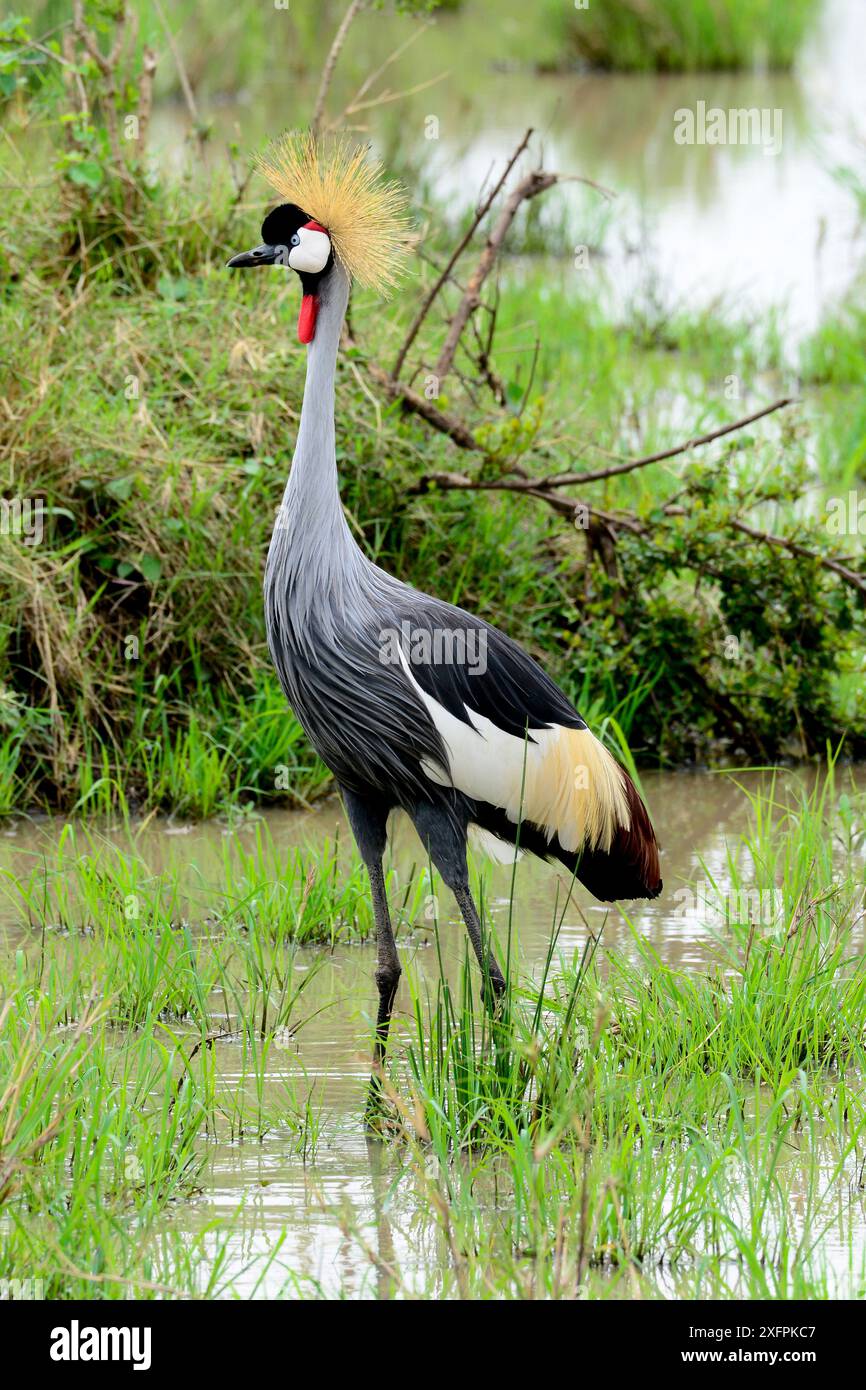 Schwarzer Kronenkran (Balearica pavonina) Masai Mara, Kenia. Stockfoto