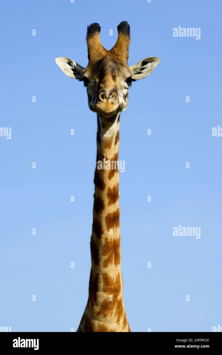 Masai Giraffe (Giraffa camelopardalis tippelskirchi) Kopf-Hals-Porträt, Masai Mara, Kenia. Stockfoto