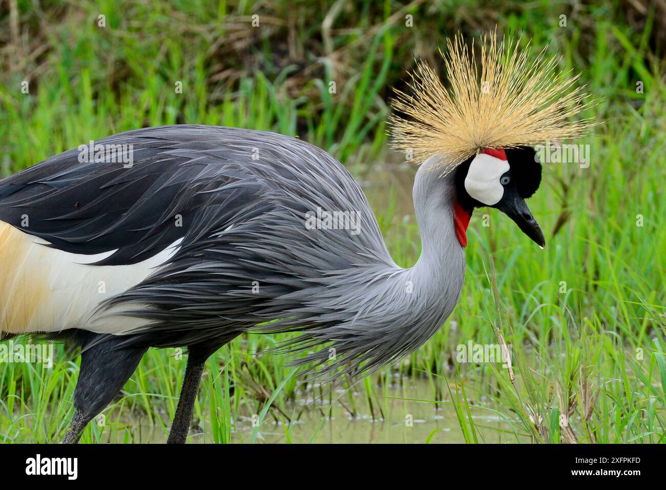 Schwarzer Kronenkran (Balearica pavonina) auf der Suche in Feuchtgebieten, Masai Mara, Kenia. Stockfoto