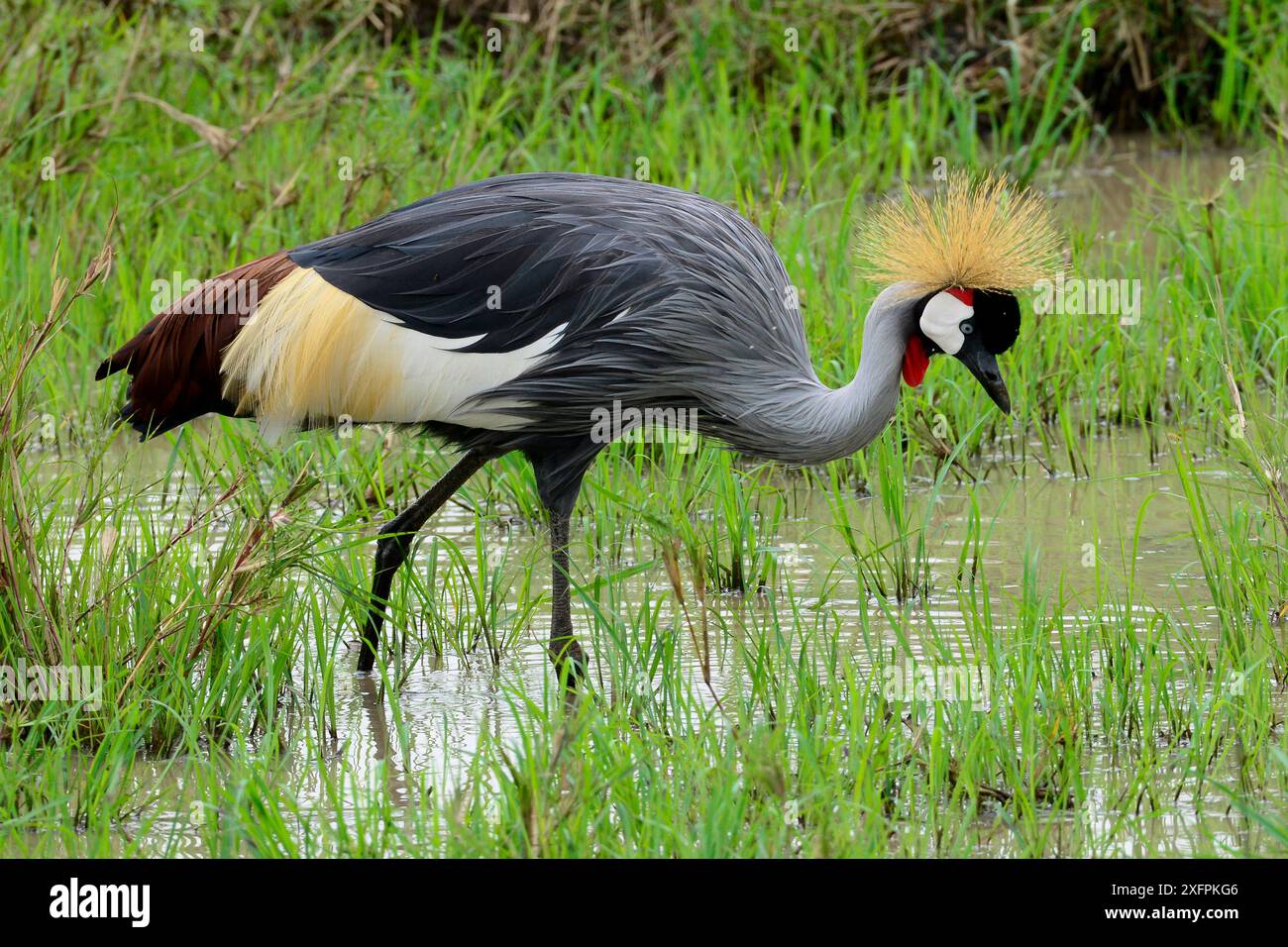Schwarzer Kronenkran (Balearica pavonina) Masai Mara, Kenia. Stockfoto
