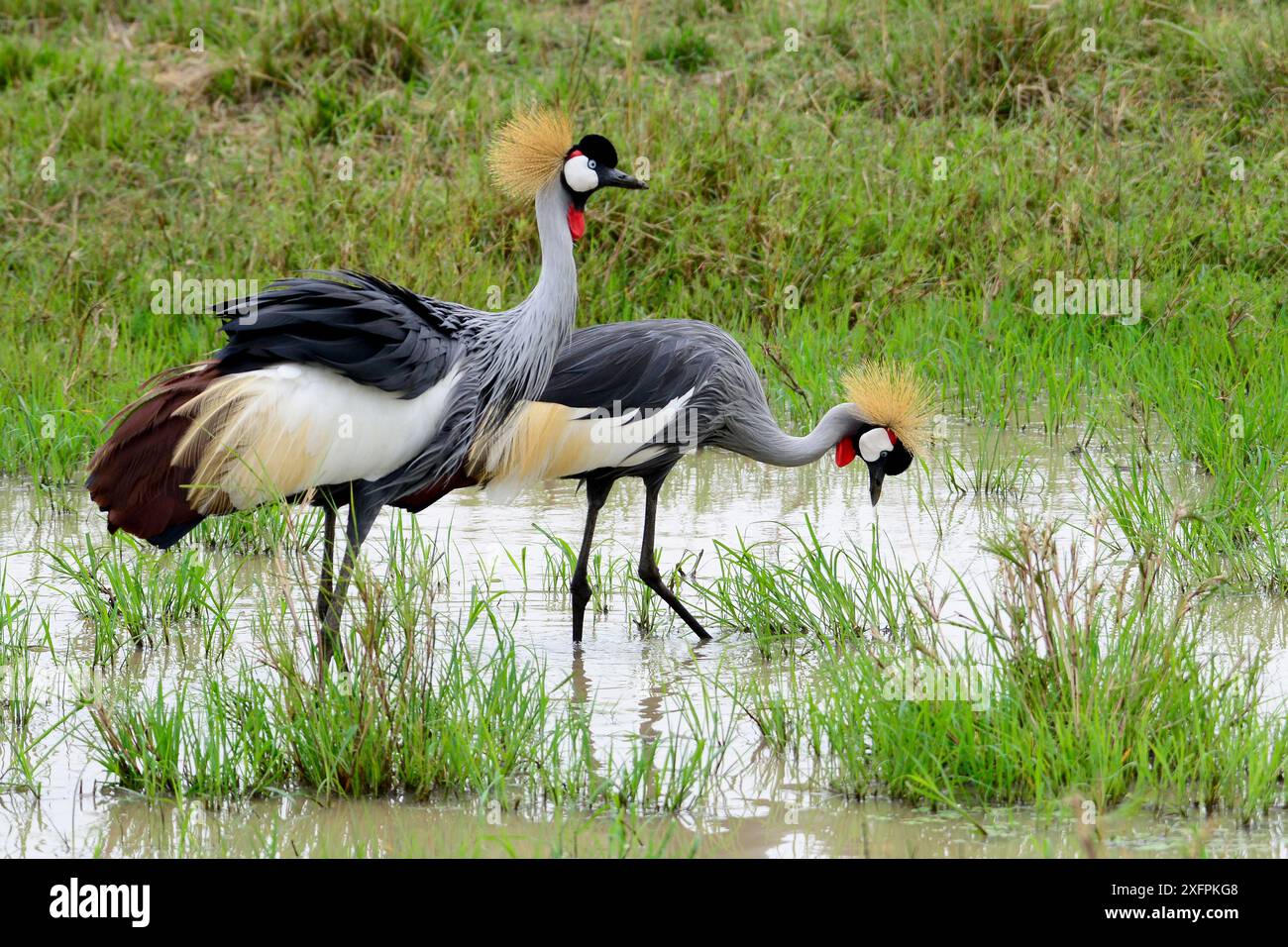 Schwarzkräne (Balearica pavonina), die in Feuchtgebieten in Masai Mara, Kenia auf der Suche sind. Stockfoto