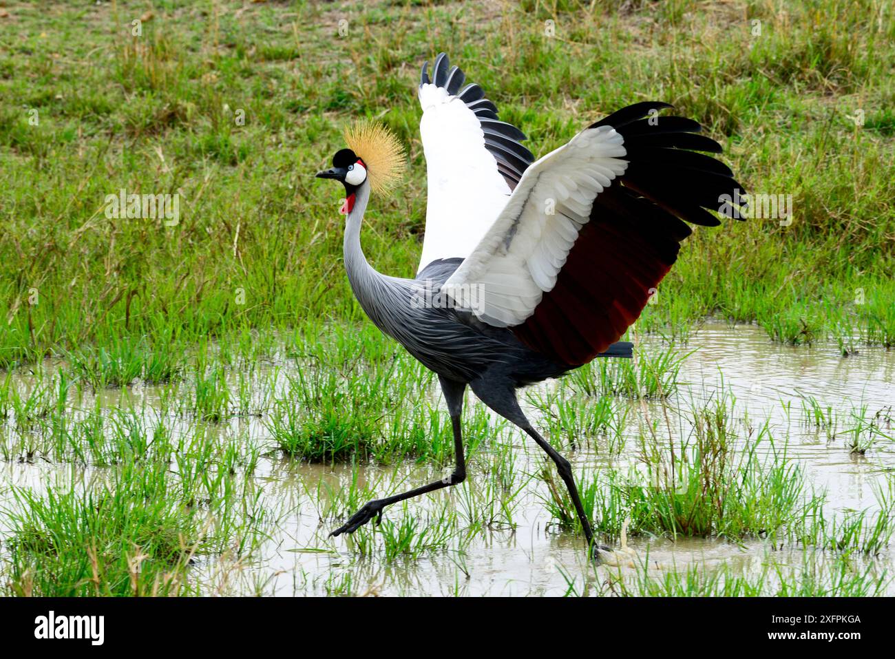 Schwarz gekrönte Kraniche (Balearica pavonina) männlich mit Flügeln gespreizt tanzen während der Balz, Masai Mara, Kenia. Stockfoto
