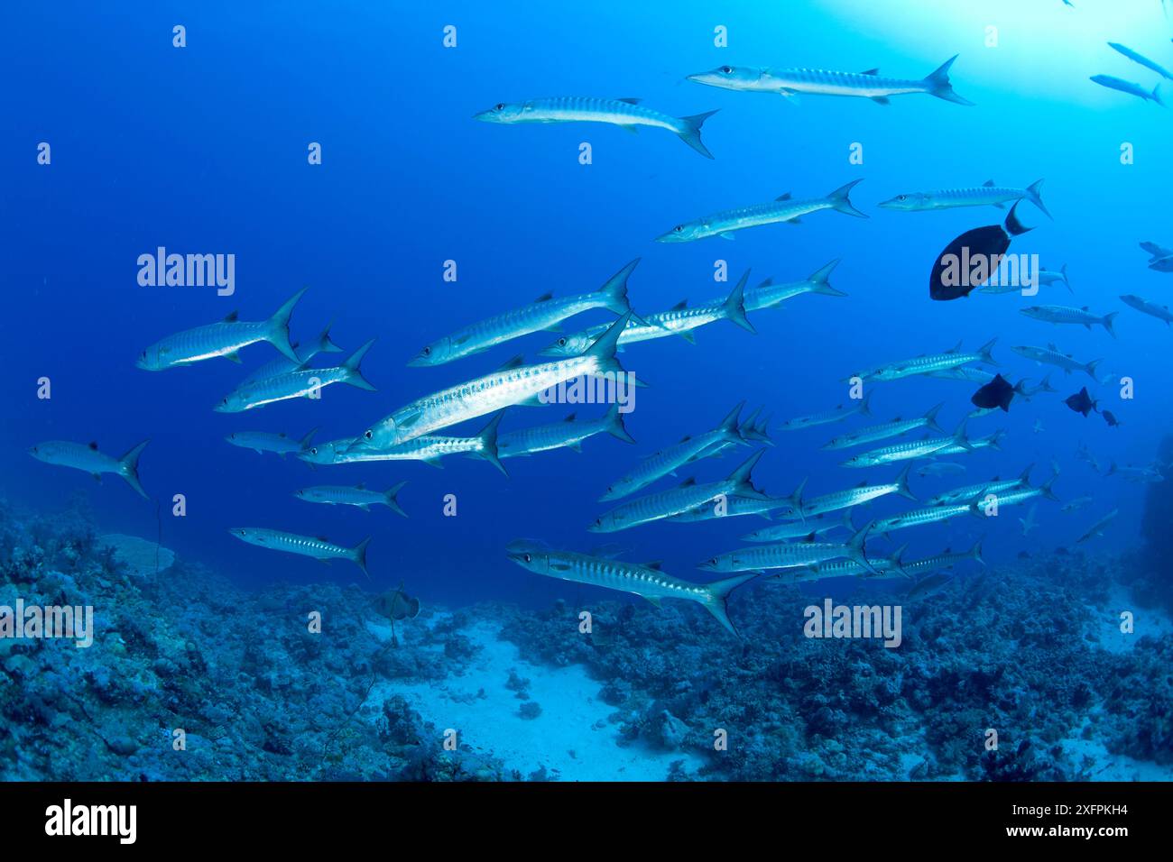 Schwarm von Blackfin Barrakuda (Sphyraena qenie) South Point Tauchplatz, Sanganeb Riff, Sudan, Rotes Meer Stockfoto