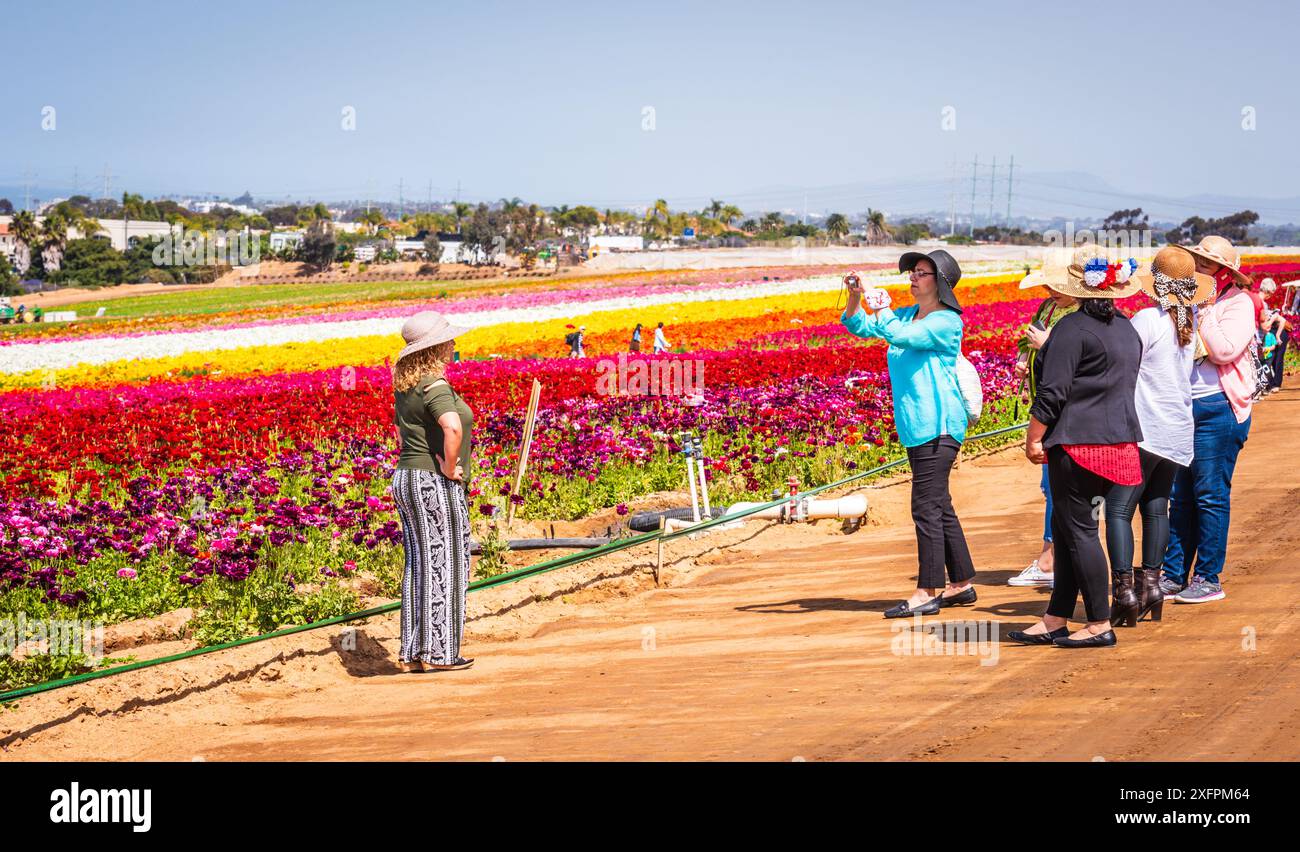 Carlsbad, Kalifornien USA - 7. April 2017: Touristen posieren für Fotos in den Blumenfeldern von Carlsbad. Stockfoto