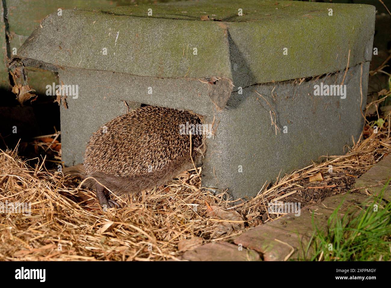 Igel (Erinaceus europaeus) betritt nachts ein Igelhaus in einem Vorstadtgarten, Chippenham, Wiltshire, Großbritannien, August. Aufgenommen mit einer ferngesteuerten Kamerafalle. Stockfoto