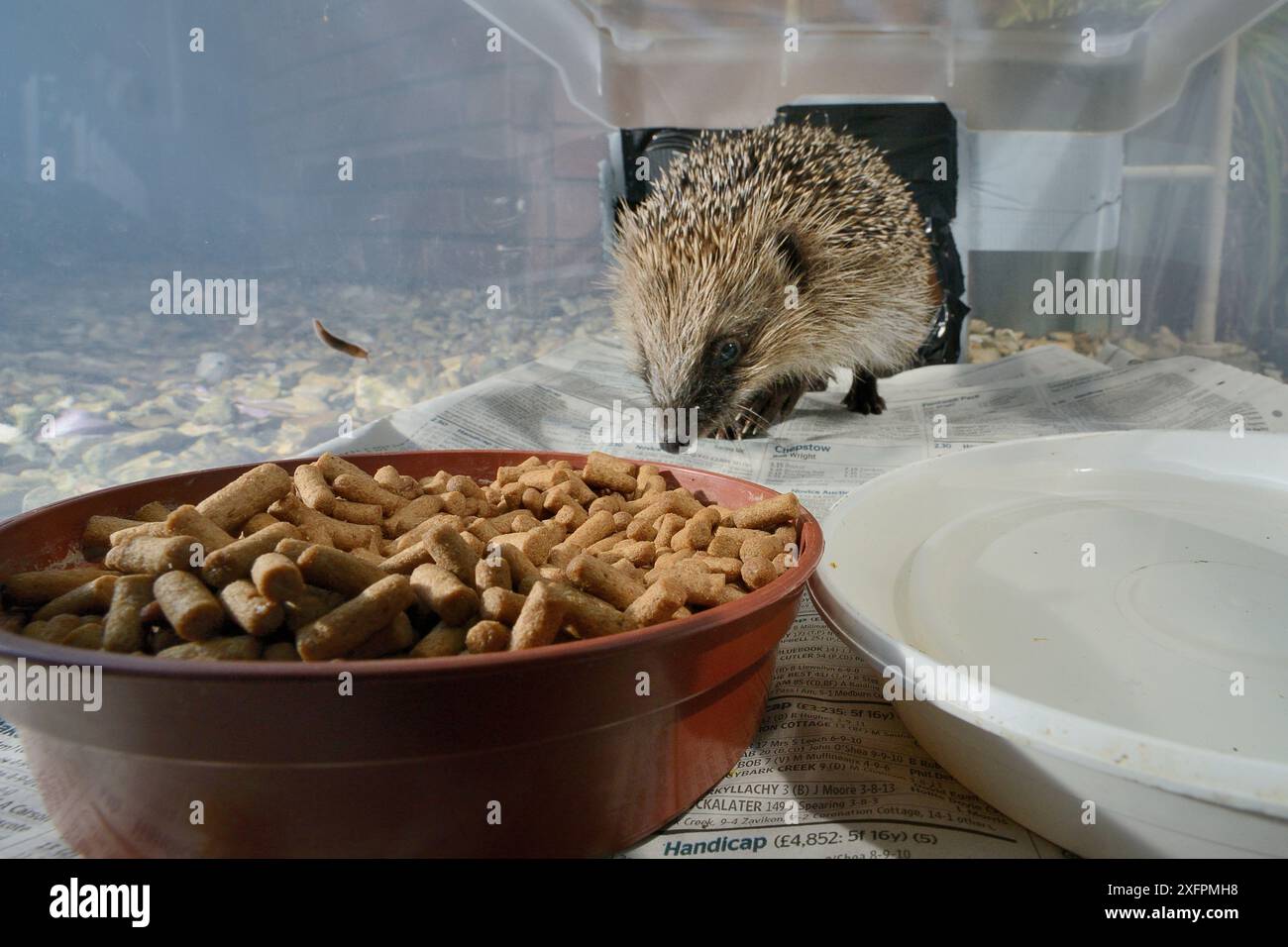 Igel (Erinaceus europaeus), der in eine selbstgemachte Igelfutterbox einsteigt, um nachts Igelpellets aus Fleisch zu fressen, Vorstadtgarten, Chippenham, Wiltshire, Vereinigtes Königreich, August. Aufgenommen mit einer ferngesteuerten Kamerafalle. Die Box hat einen schmalen Eingang, der Katzen und Füchse ausschließt, Stockfoto