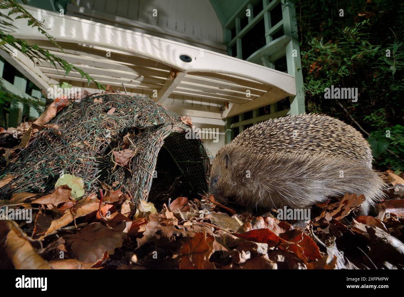 Igel (Erinaceus europaeus) betritt nachts ein Igelhaus in einem Vorstadtgarten, Chippenham, Wiltshire, Großbritannien, September. Aufgenommen mit einer ferngesteuerten Kamerafalle. Stockfoto