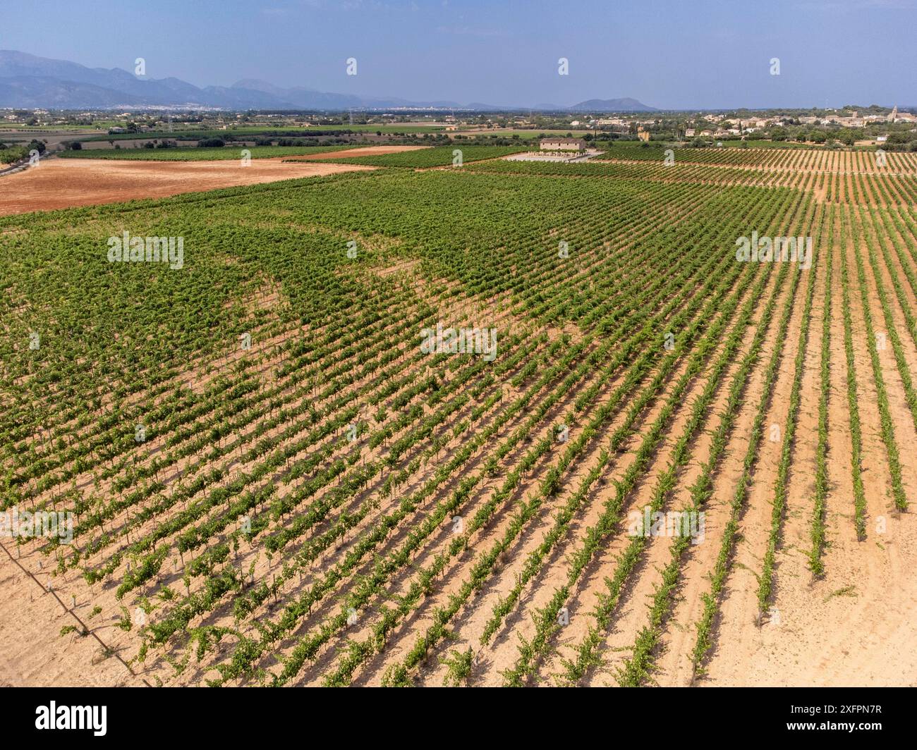 Son Llompart Vineyards by Macia Batle, Santa Eugenia, Mallorca, Balearen, Spanien Stockfoto