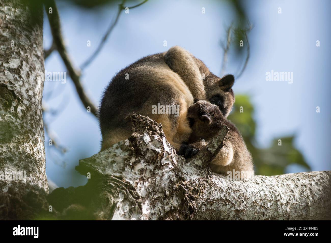 Lumholtz's Baumkänguru (Dendrolagus lumholtzi) Mutter und wuchs joey hoch oben auf einem Baum. Queensland, Australien Stockfoto