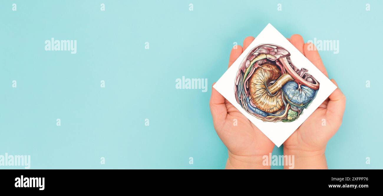 Magenorgan und Verdauungssystem, Krankheit wie Bauchspeicheldrüsenkrebs, Durchfall und Magengeschwür, medizinisches Gesundheitsproblem Stockfoto