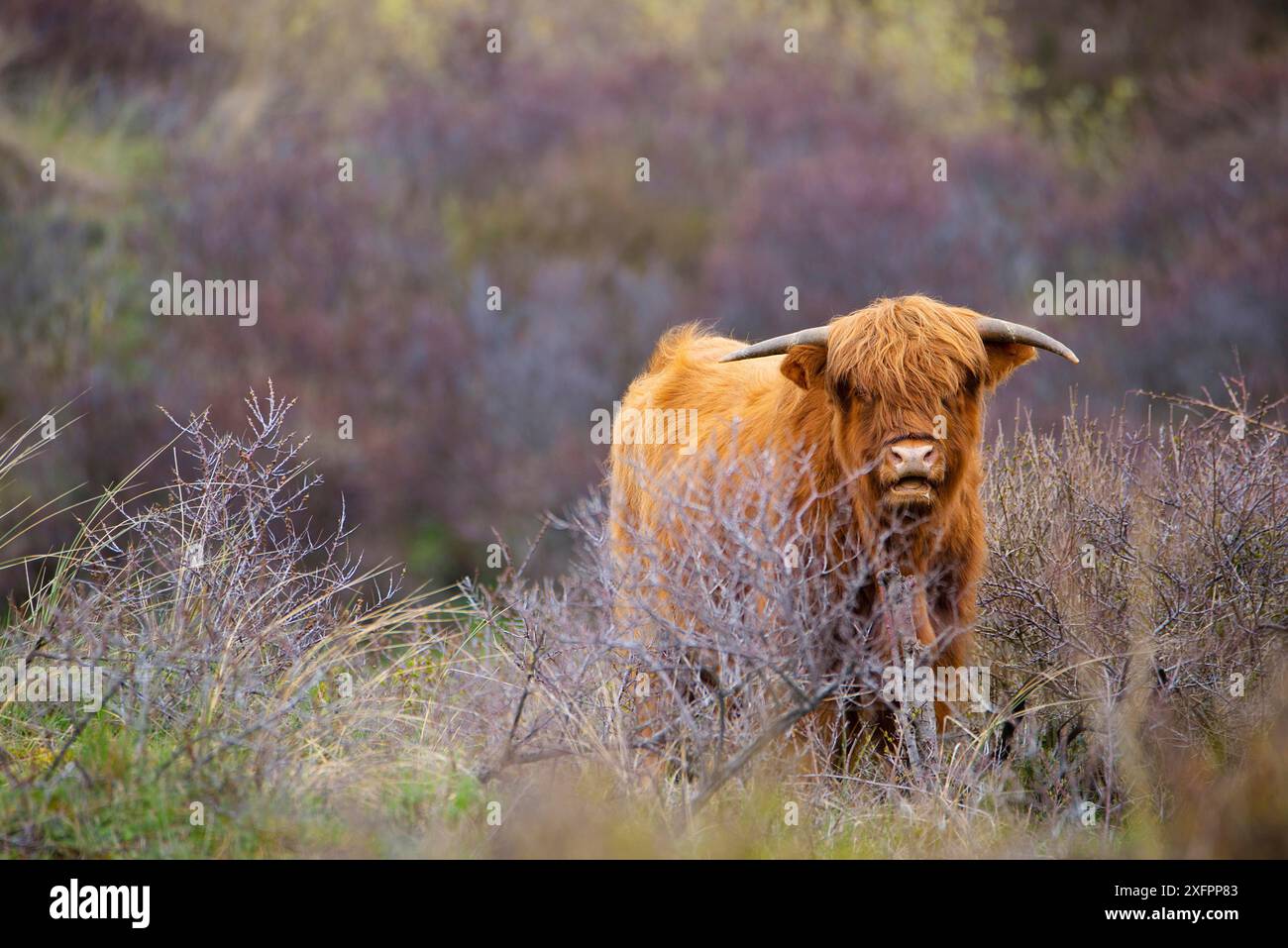 Schottisches Hochland-Vieh, Kuh auf dem Land, Bulle mit Hörnern auf einer Weide, Ingwer-Shaggy-Mantel Stockfoto