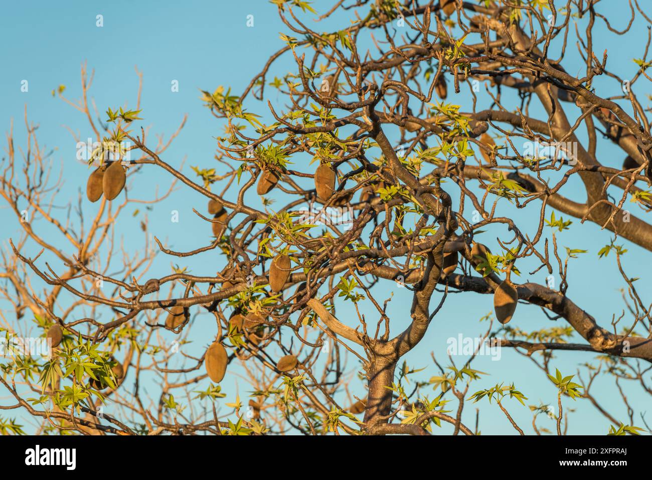 Boab Tree / Australian Baobab (Adansonia gregorii) voller Samen, Kimberley, Western Australia, Australien Juni 2016. Stockfoto