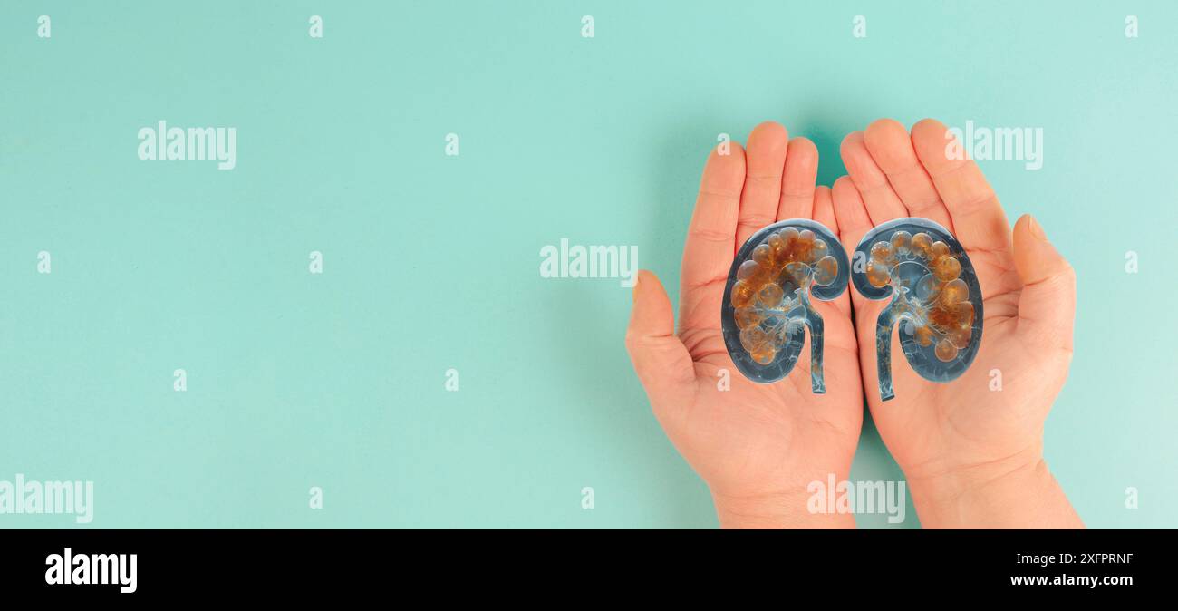 Nierenorgankrankheit, Weltnierentag, Gesundheitsprobleme, Spende und Transplantation, medizinisches Problem Stockfoto