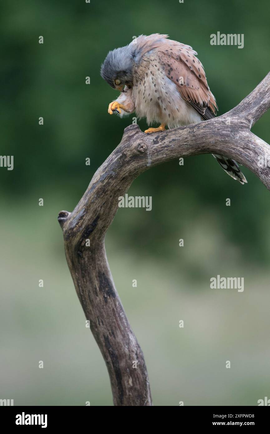 Kestrel (Falco tunniculus) Preening Feathers, Mayenne, Frankreich Stockfoto