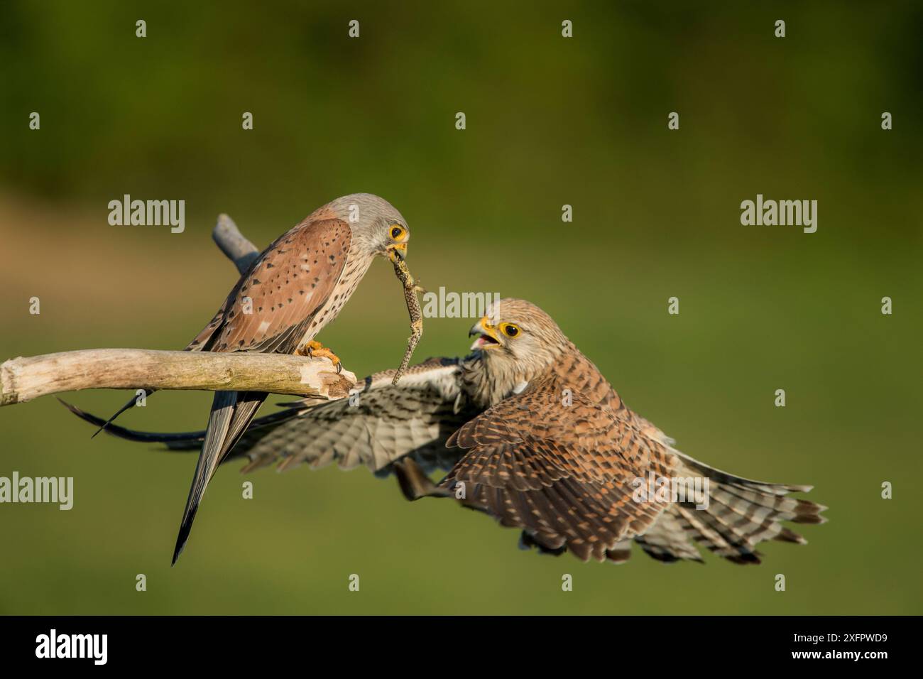 Falco tunniculus (Falco tunniculus) nähert sich Männchen mit Eidechsenbeute, Mayenne, Frankreich Stockfoto