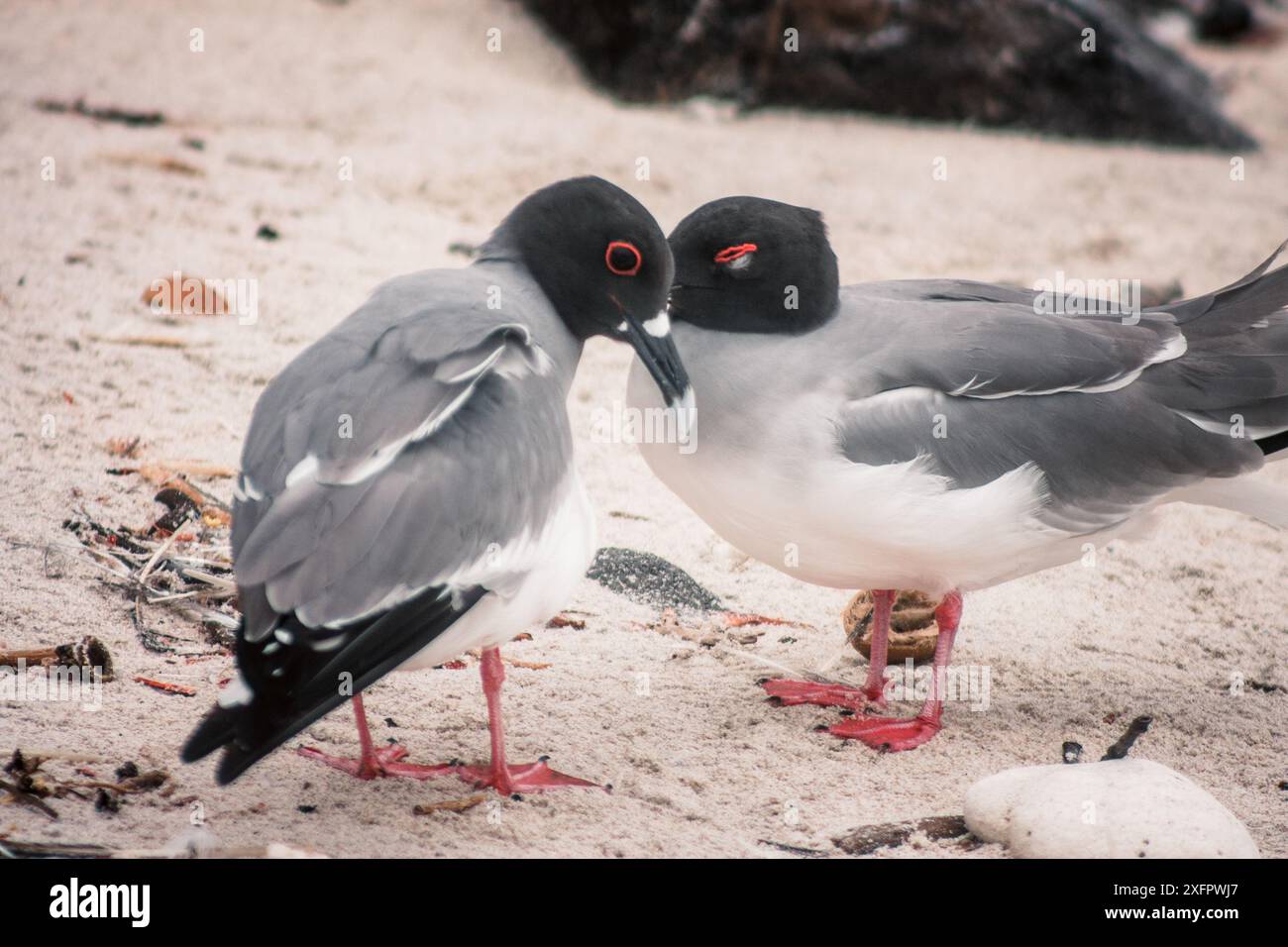 Zwei Schwalbenschwanzmöwen auf den Galapagos-Inseln zeigen liebevolles Verhalten an einem Sandstrand, die ihre einzigartigen Markierungen und roten Füße hervorheben. Stockfoto