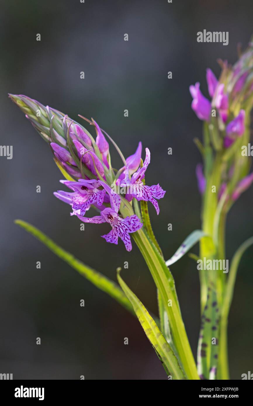 KeillippenOrchidee (Dactylorhiza saccifera) Cervellu Valley, Korsika Frankreich, Mai. Stockfoto