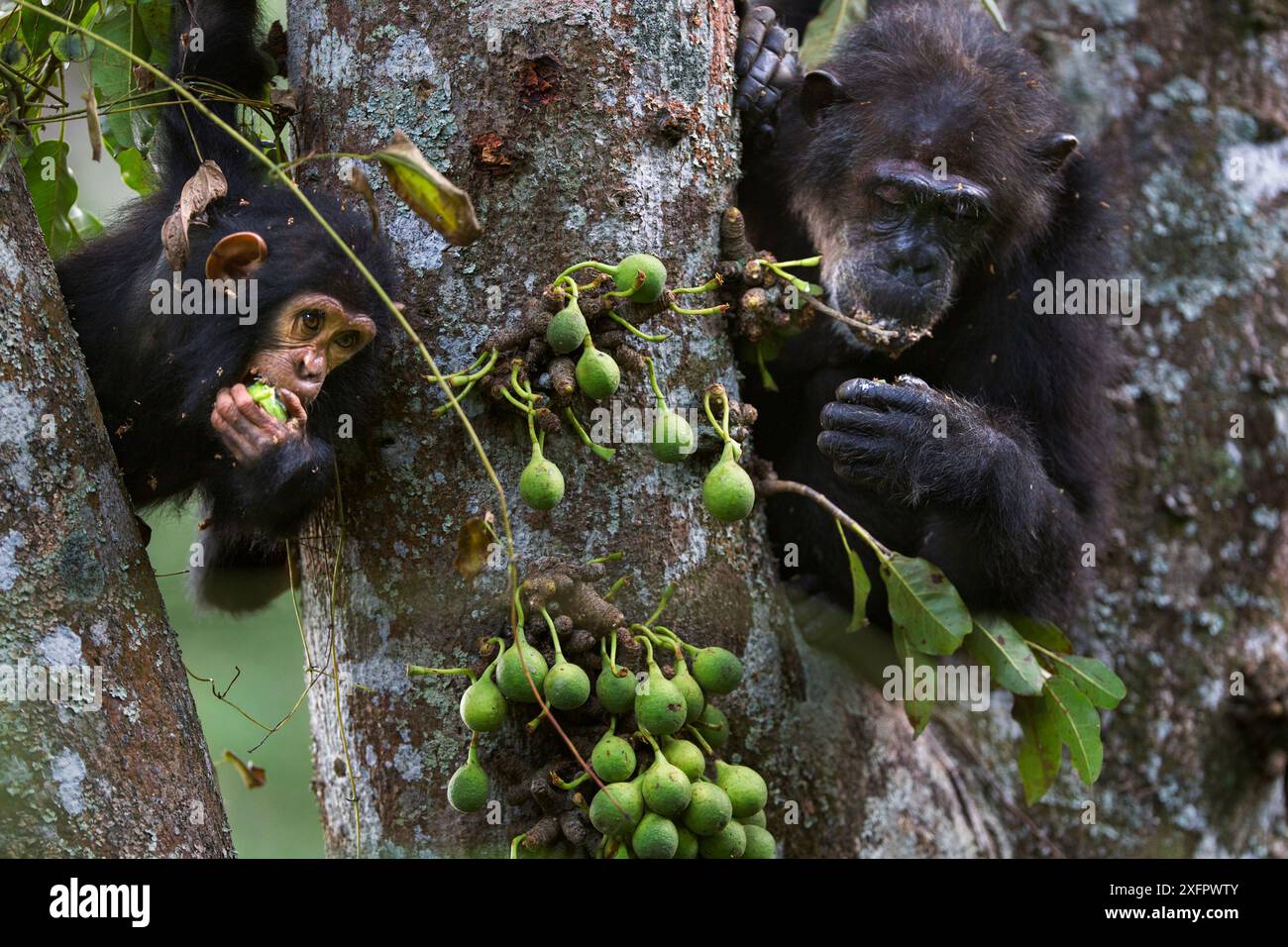 Der östliche Schimpanse (Pan troglodytes schweinfurtheii), die 42 Jahre alte, und der junge Sohn Gizmo im Alter von 3 Jahren und 9 Monaten, der sich an Feigen ernährt. Gombe-Nationalpark, Tansania. Stockfoto