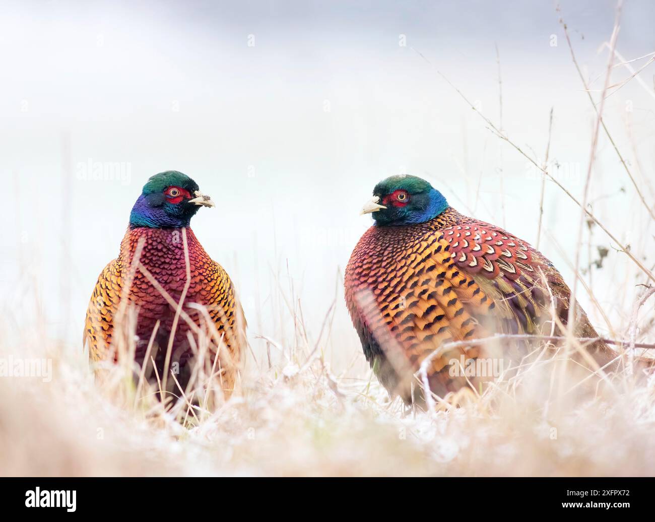 Fasan, Phasianus. Zwei wilde männliche Vögel stehen auf dem Schnee Stockfoto