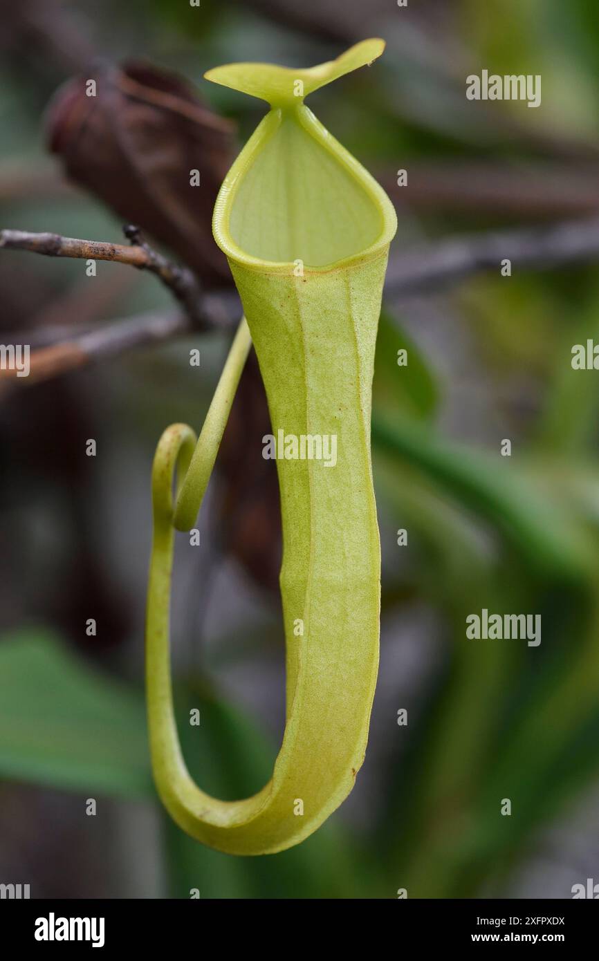 Pitcher Plant (Nepenthes), Misool, Raja Ampat, Westpapua, Indonesisch-Neuguinea Stockfoto